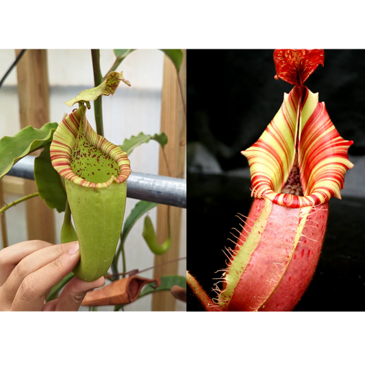 Nepenthes maxima Wavy Leaves Yamada x veitchii 'Candy Dreams'