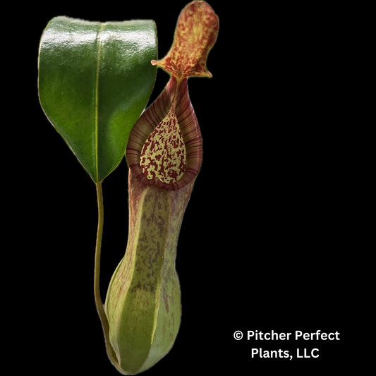 Nepenthes petiolata x alata BE-4580