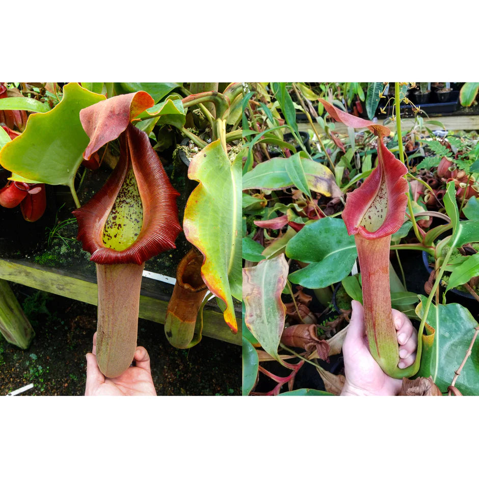 Nepenthes truncata [(d) "Red Flush" × (d) "Wide Peristome"] - Pitcher Perfect Plants