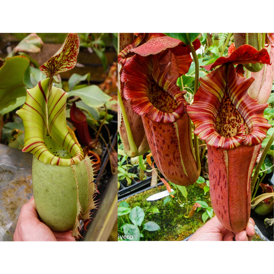 Nepenthes veitchii JB x {Song of Melancholy x [(lowii x veitchii) x boschiana]} - clone 1 - Pitcher Perfect Plants