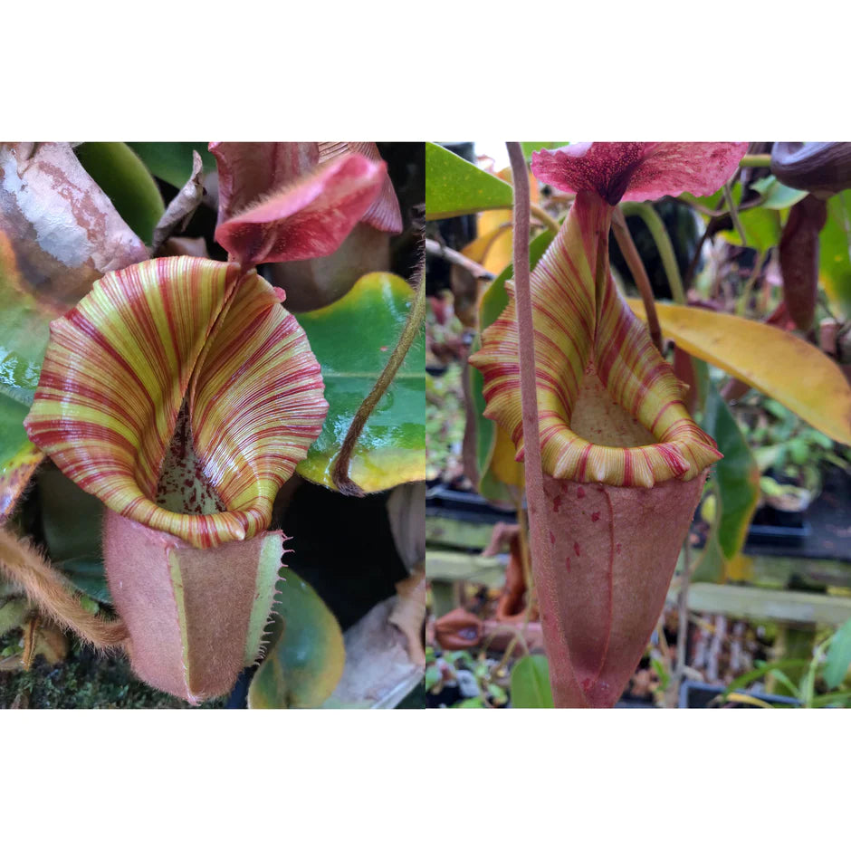 Nepenthes veitchii Kelabit Highlands × {Song of Melancholy × [(lowii x veitchii) x boschiana]} - clone 2 - Pitcher Perfect Plants