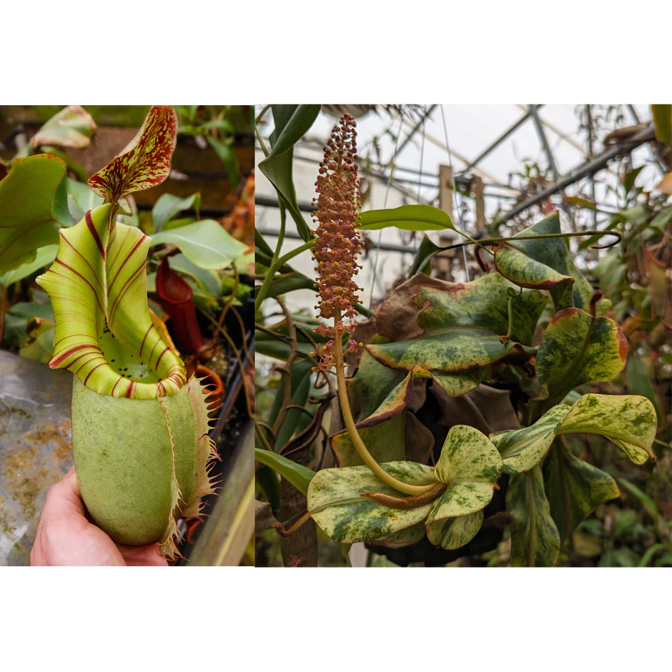 Nepenthes veitchii (JB x variegated) - Pitcher Perfect Plants