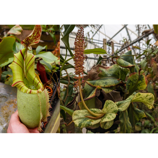 Nepenthes veitchii (JB x variegated) - Pitcher Perfect Plants