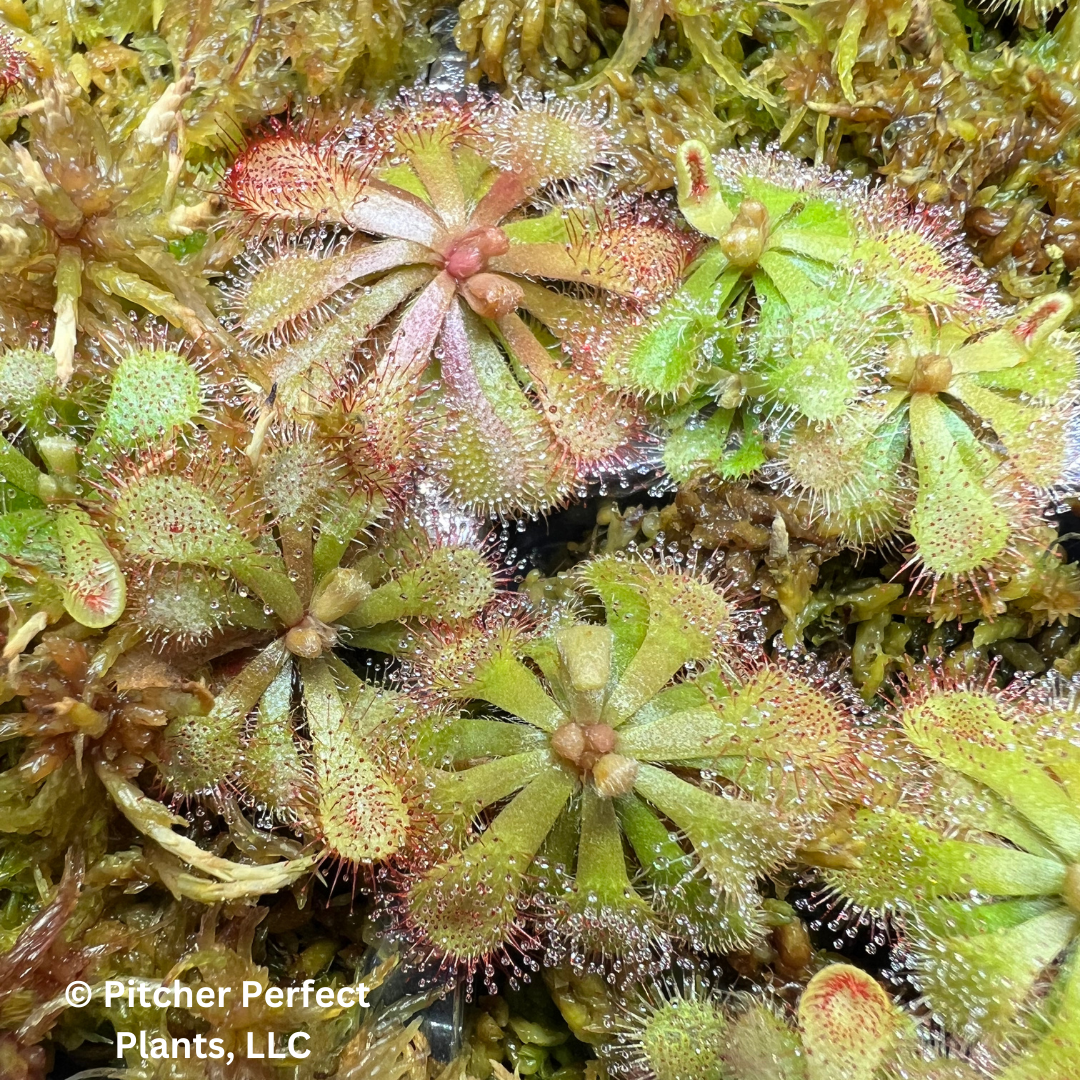 Drosera natalensis, Seed-grown