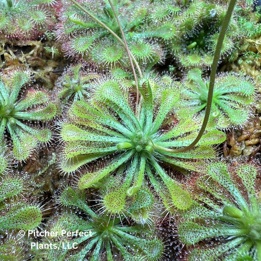 Spoon-Leaf Sundew (Drosera spatulata), Seed-grown