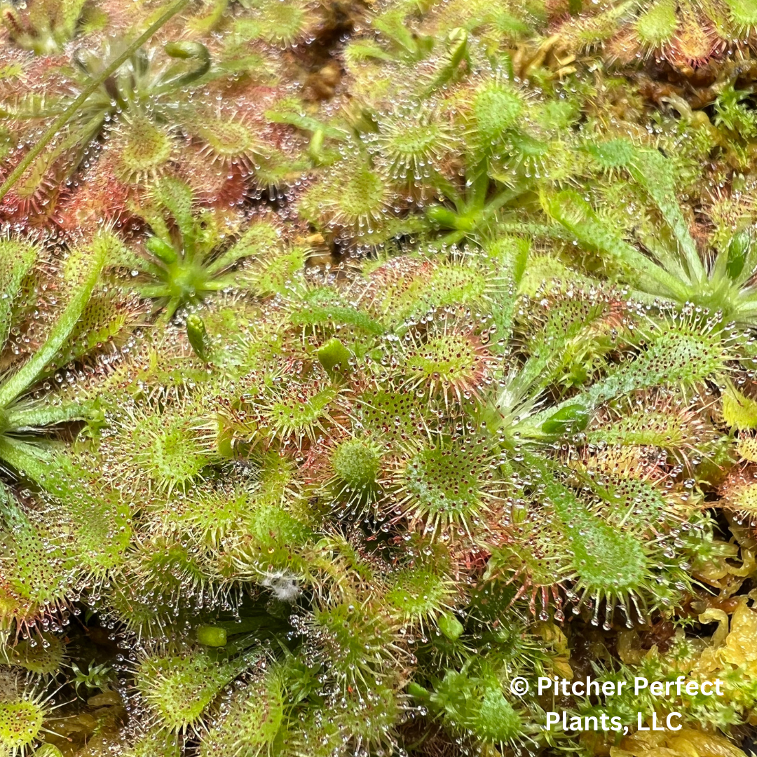 Spoon-Leaf Sundew (Drosera spatulata), Seed-grown